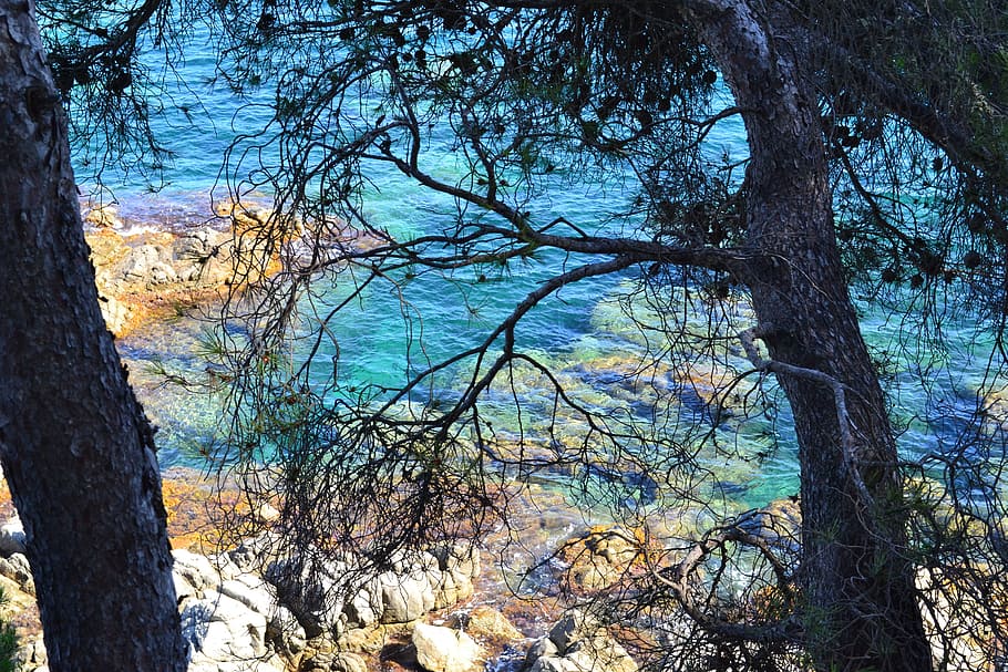Sea, Turquoise, Pine, Rock, pierre, side, mediterranean, spain HD wallpaper