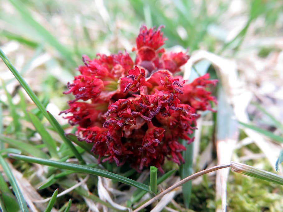 red, flower, tree, seed, spring, bloom, plant, texture, flowering plant HD wallpaper