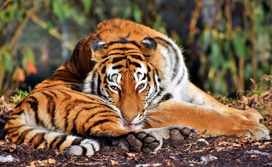 tiger lying on soil ground, cat, predator, wildcat, big cat HD wallpaper