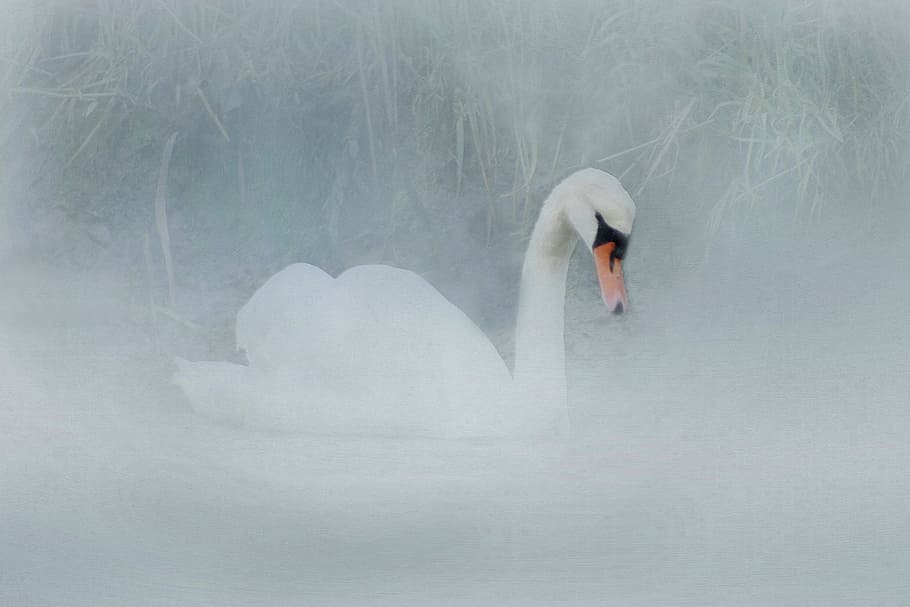 swan, wareham, dorset, bird, england, britain, south, uk, countryside HD wallpaper