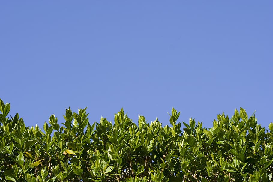 Hedge, Leaf, Leaves, Green, Green, Blue, tiny, sky, nature HD wallpaper