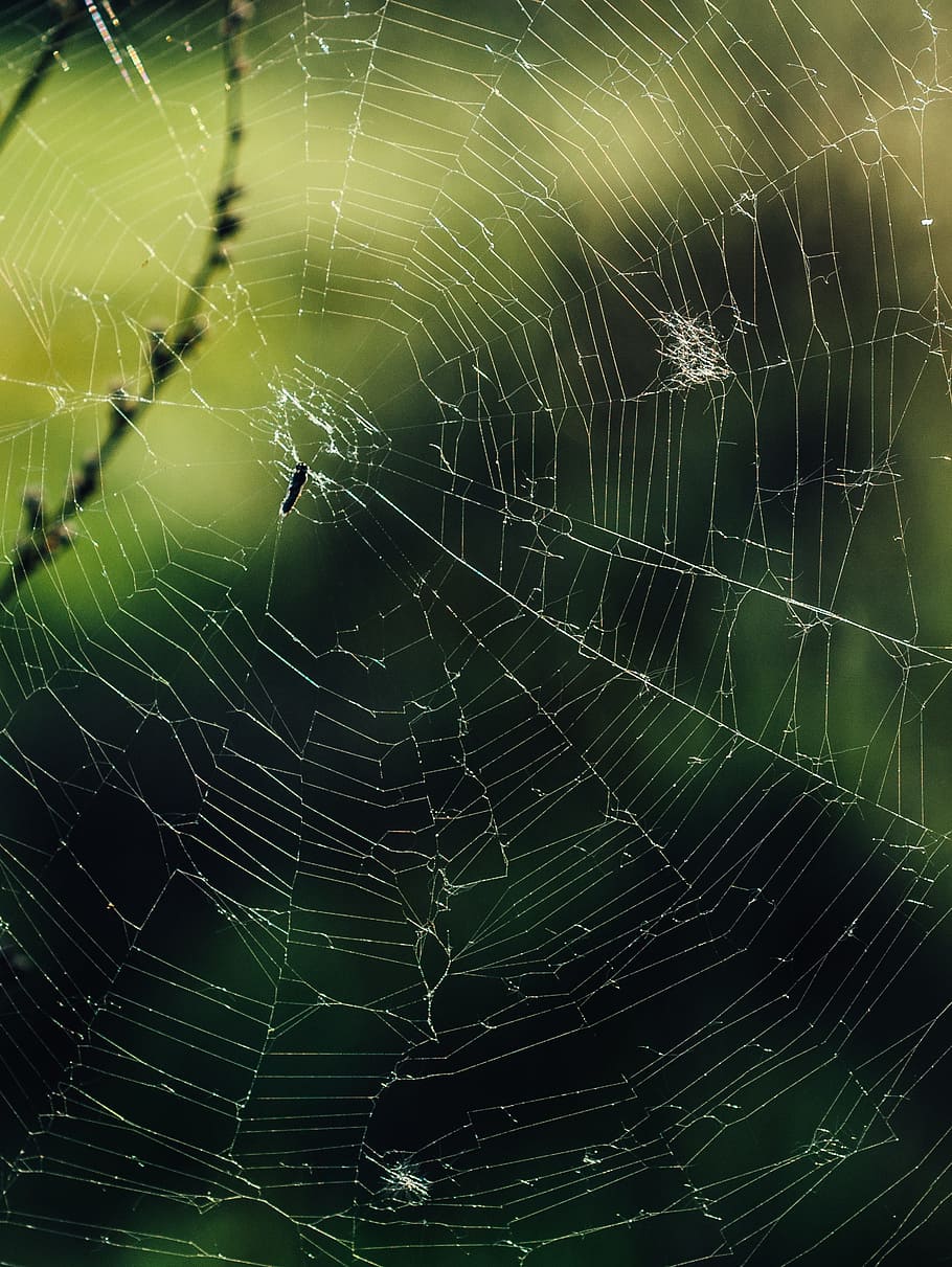 spider, web, insect, outdoors, spider web, nature, net, scary HD wallpaper