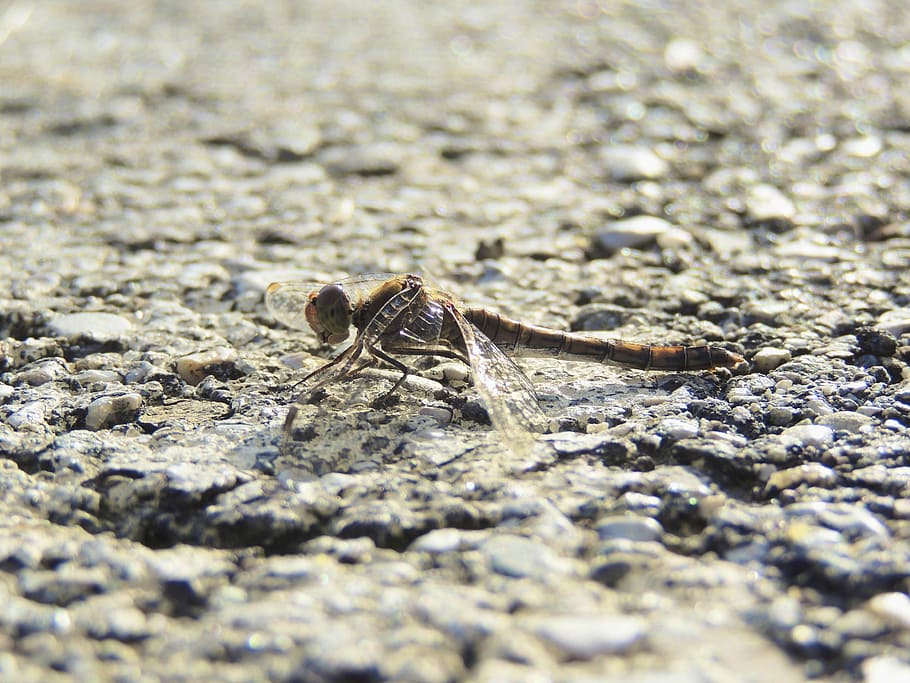 dragonfly, insect, close, animal, macro, nature, predatory insect HD wallpaper