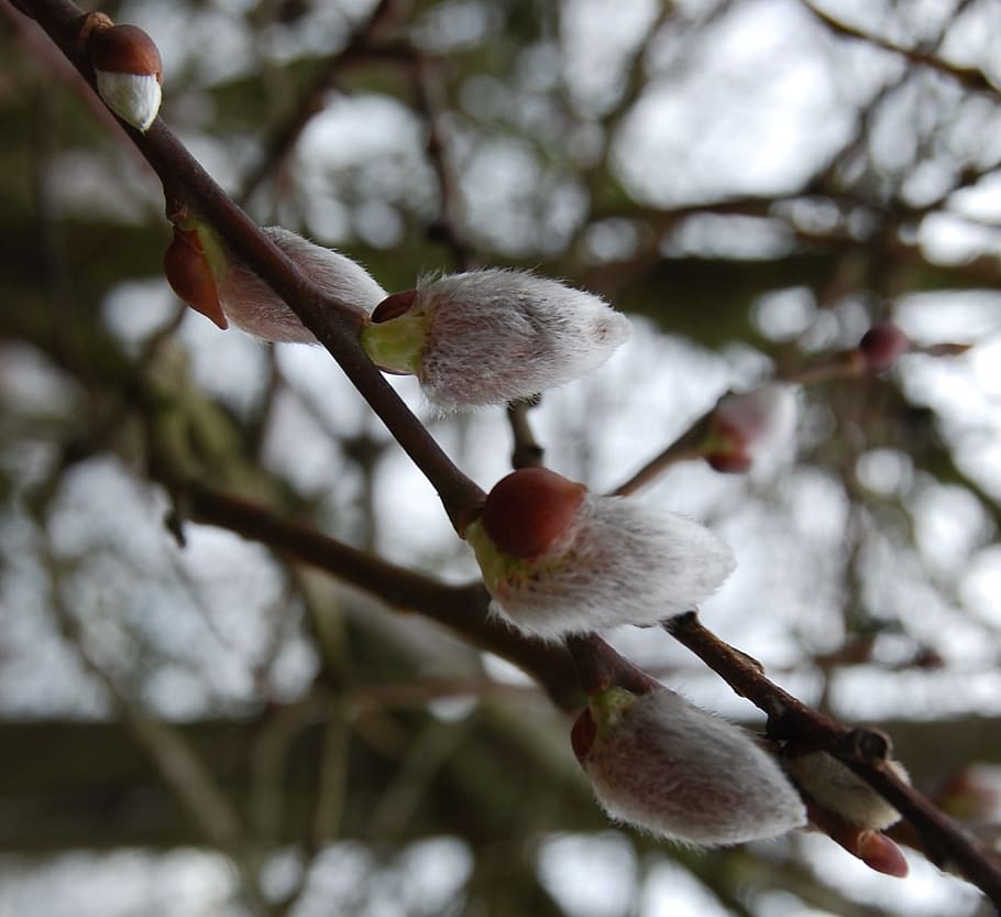 Willow, Catkins, Branch, Aesthetic, willow catkins, tree, nature