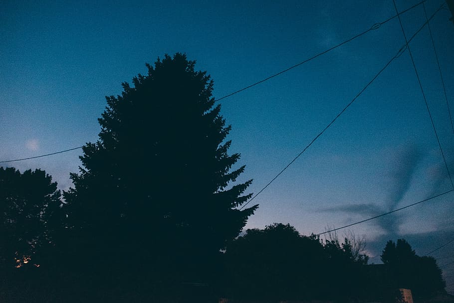 low angle photo of tree under blue sky at daytime, trees, dark HD wallpaper