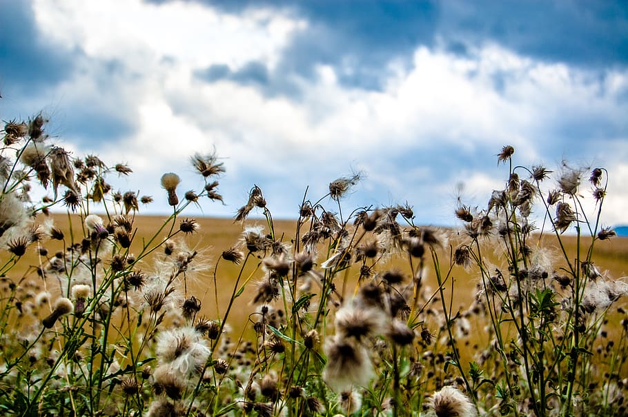 field, slovakia, nature, clouds, cloud - sky, plant, beauty in nature HD wallpaper