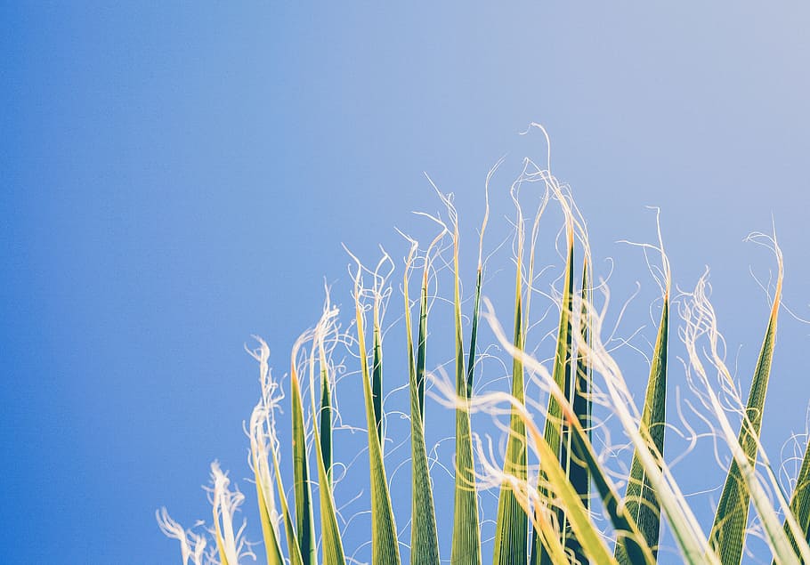 nature, harvest, crops, corn, stalks, hair, strings, edges HD wallpaper