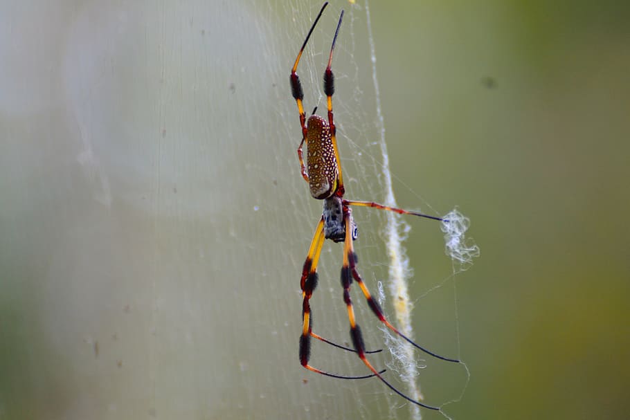 spider, web, florida, nature, insect, arachnid, macro, dew HD wallpaper