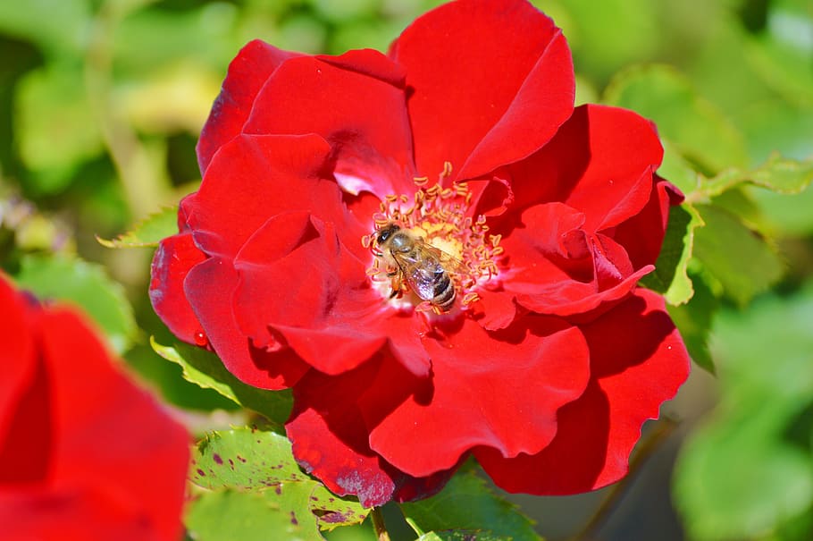 Bee, Insect, Blossom, Bloom, Pollination, pollen, nectar, flower HD wallpaper