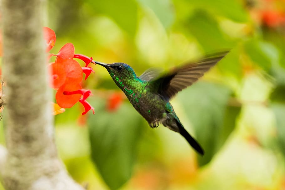 Green And Black Hummingbird, Amparo sao paolo, animal, avian, HD wallpaper