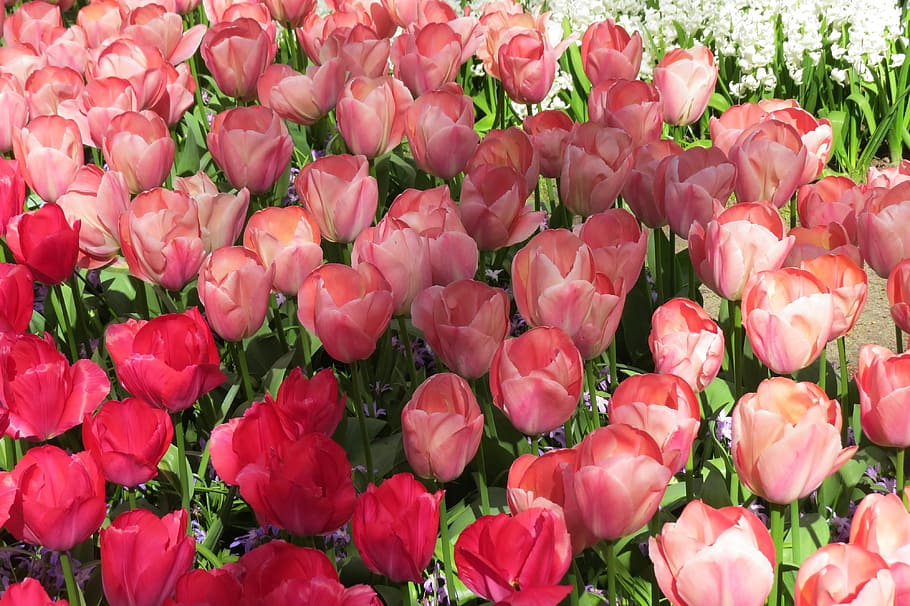 Tulip, Tulips, Bloom, Spring, Flowers, holland, netherlands HD wallpaper