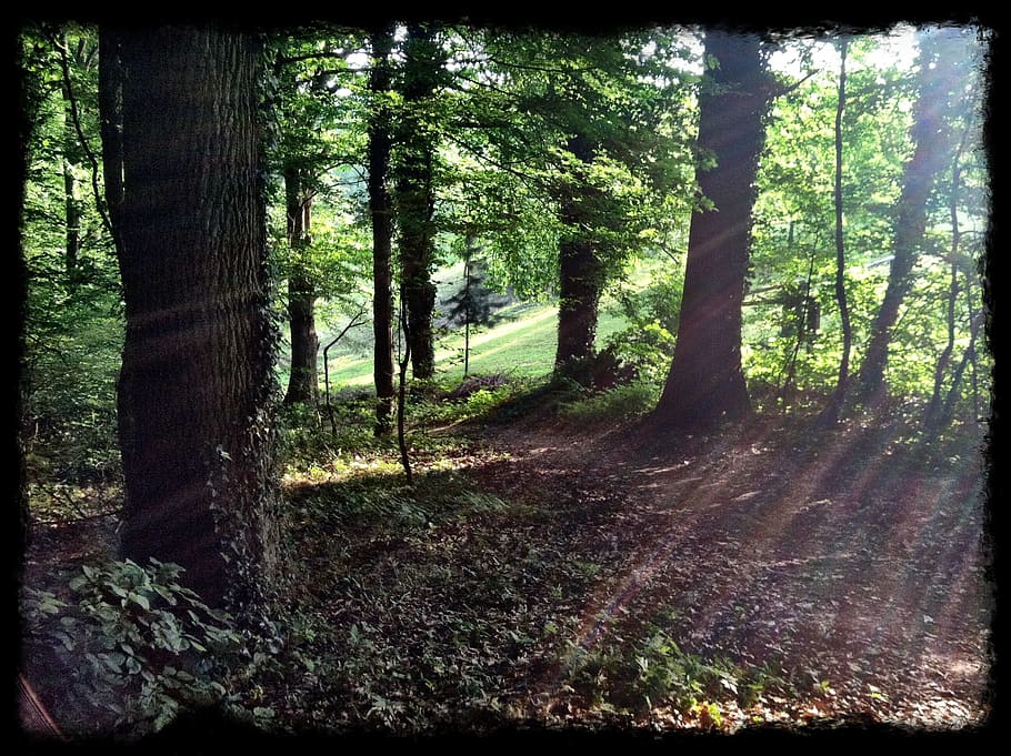 forest, woods, trees, landscape, nature, beauty, green, outdoors HD wallpaper