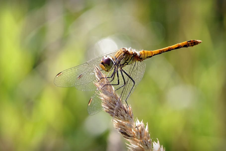 ważka, insect, green, macro, wings, sprig, closeup, nature, HD wallpaper