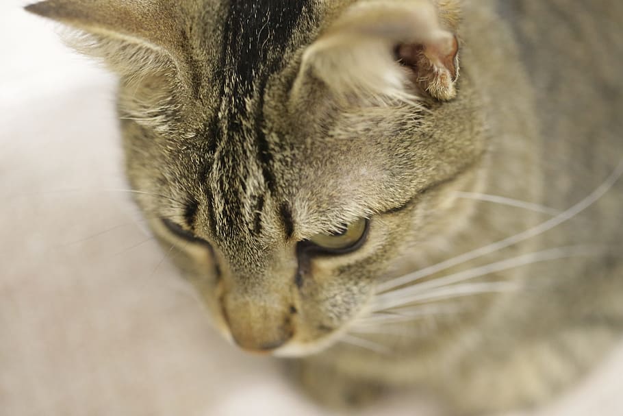 cat, hunter, feline, domestic cat, mammal, animal themes, one animal HD wallpaper
