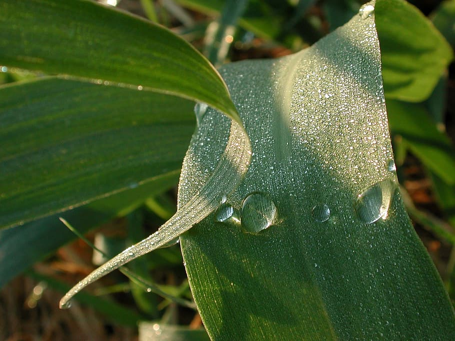 leaf, dew drop, green, morning, plant part, animal themes, one animal HD wallpaper