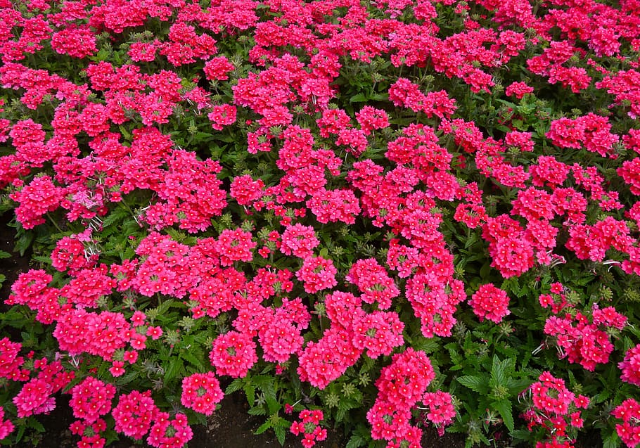 flowers, red, pink, red purple, leaf, green, otsu park, lot, HD wallpaper