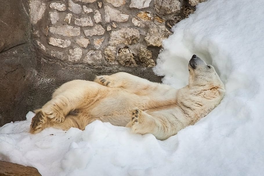 cat on pillow, bear, white, zoo, snow, bliss, one animal, animal themes HD wallpaper