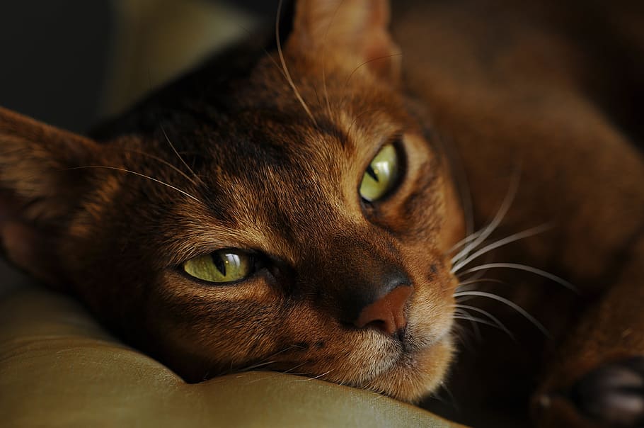 selective focus photography of brown cat lying on gray textile, HD wallpaper