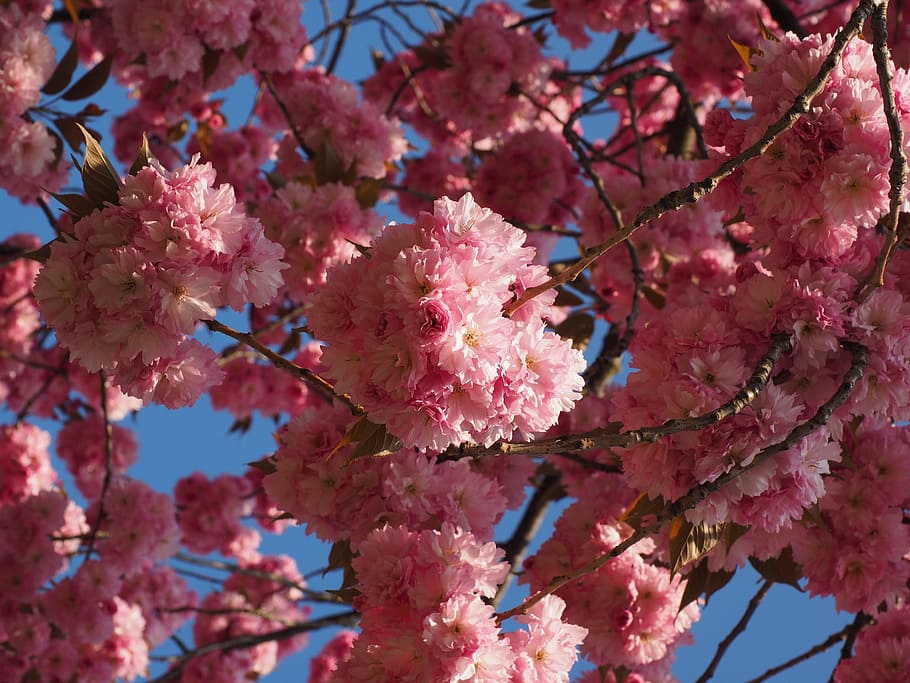 Cherry Blossom, Japanese Cherry, Smell, bloom, japanese flowering cherry