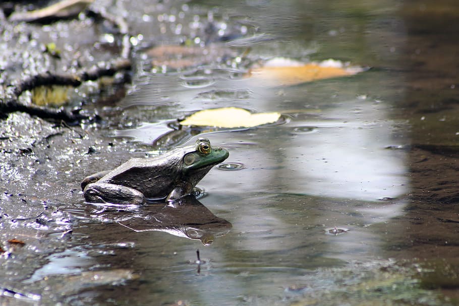Toad, Marsh Frog, environment, mud, park, natural, looking HD wallpaper