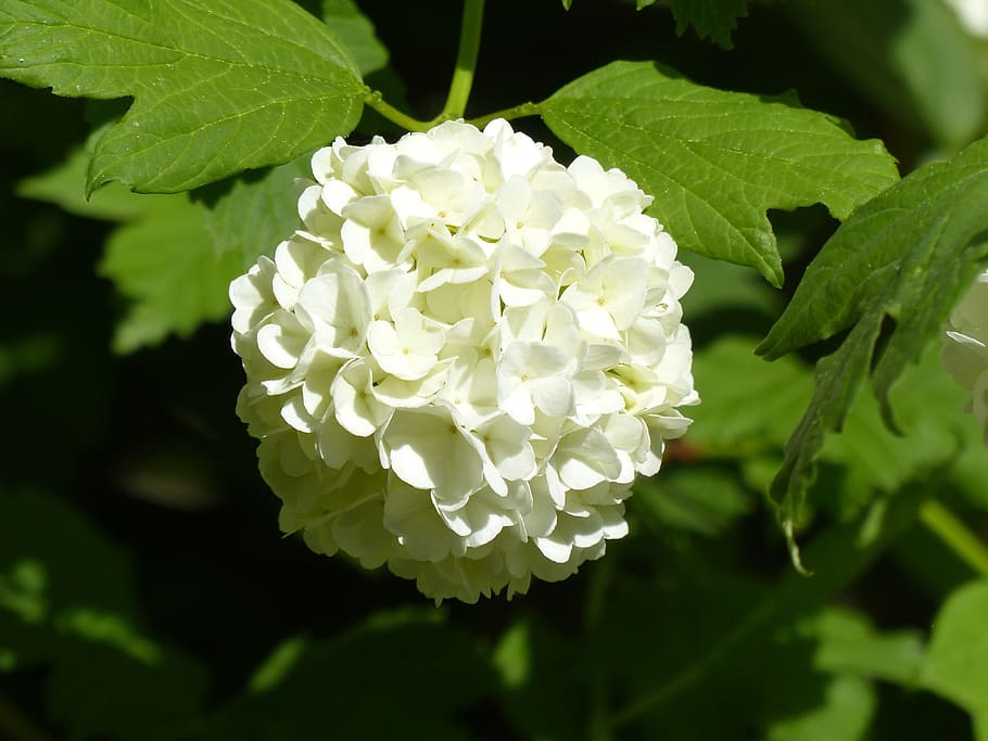 Hydrangea, Snow Ball, Globose, White, nature, plant, flower HD wallpaper