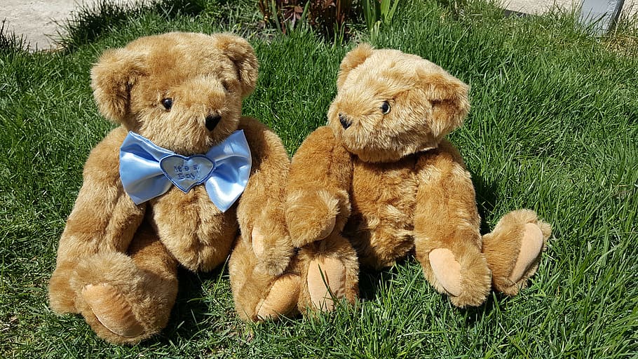 bear, teddy, sun, toy, couple, plush, outdoors, gift, grass HD wallpaper
