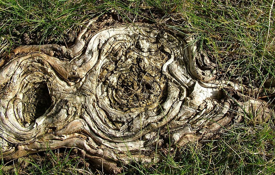 wood, tree, trunk, chopped, stub, decayed, rotten, plant, day HD wallpaper