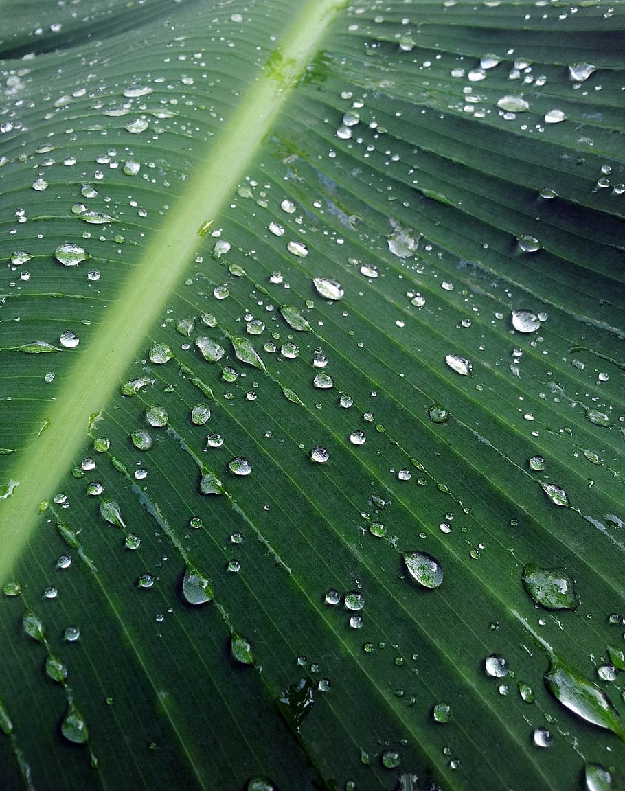 banana, leaf, after, rain, drops plant leaves, water, natural HD wallpaper
