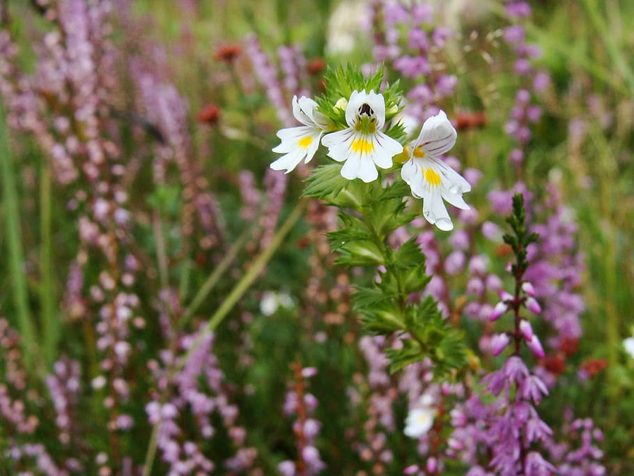 euphrasia, herbal, flower, flowering plant, fragility, freshness HD wallpaper