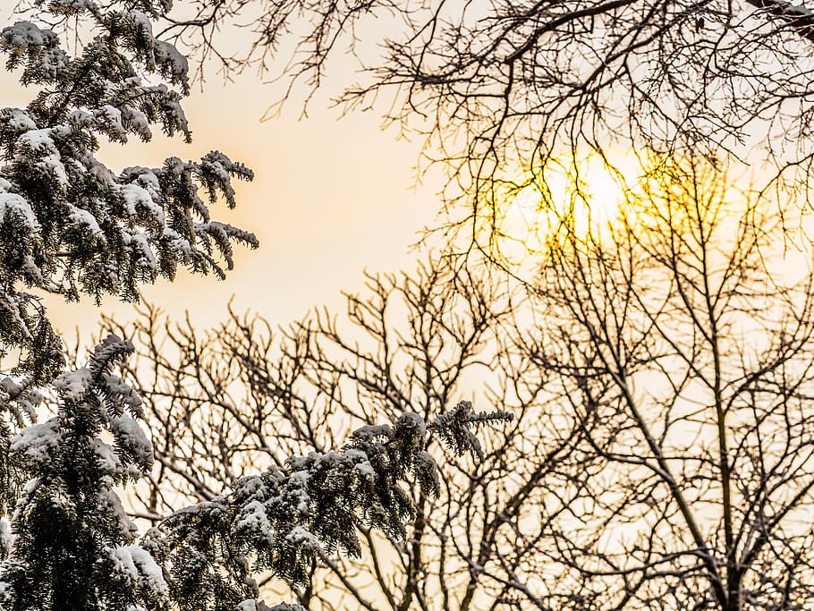 bare trees under white sky, black bare trees under bright sky HD wallpaper