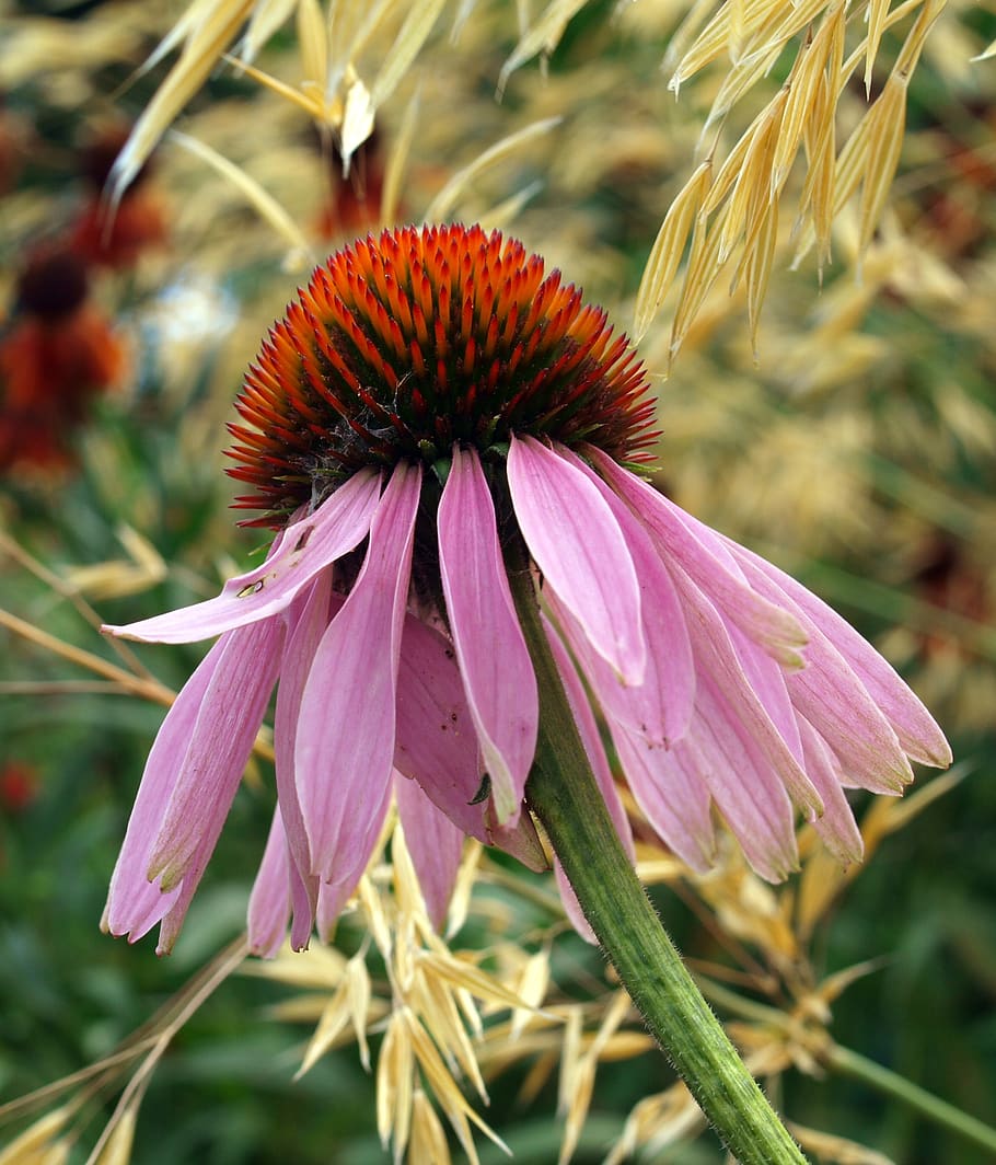 flower, cone flower, bloom, flowering plant, close-up, fragility HD wallpaper
