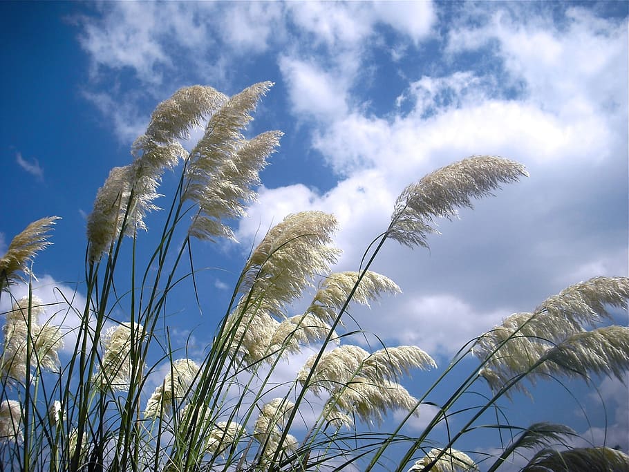 wind, grass, plant, straw, grow, low angle view, sky, cloud - sky HD wallpaper