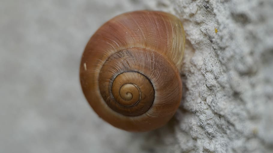 Shell, Snail, Close, Macro, one animal, gastropod, animal themes HD wallpaper