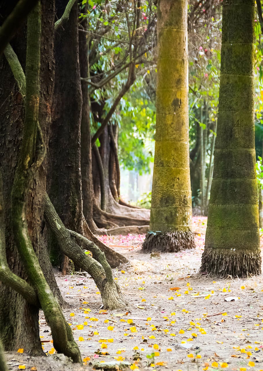 natural, tree, nature, green, leaf, landscape, season, plant HD wallpaper