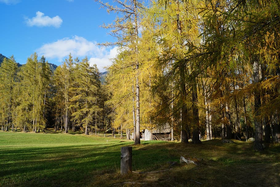 trees, forest, sunshine, mood, autumn, golden, tyrol, barn HD wallpaper