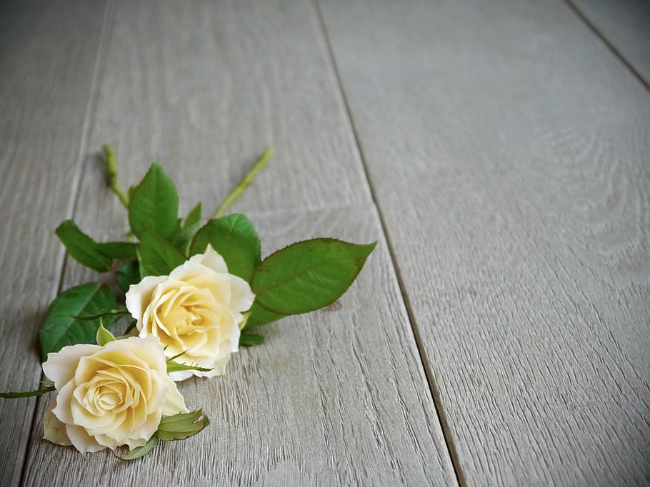 roses, bouquet of roses, white, yellow, top view, romantic, HD wallpaper