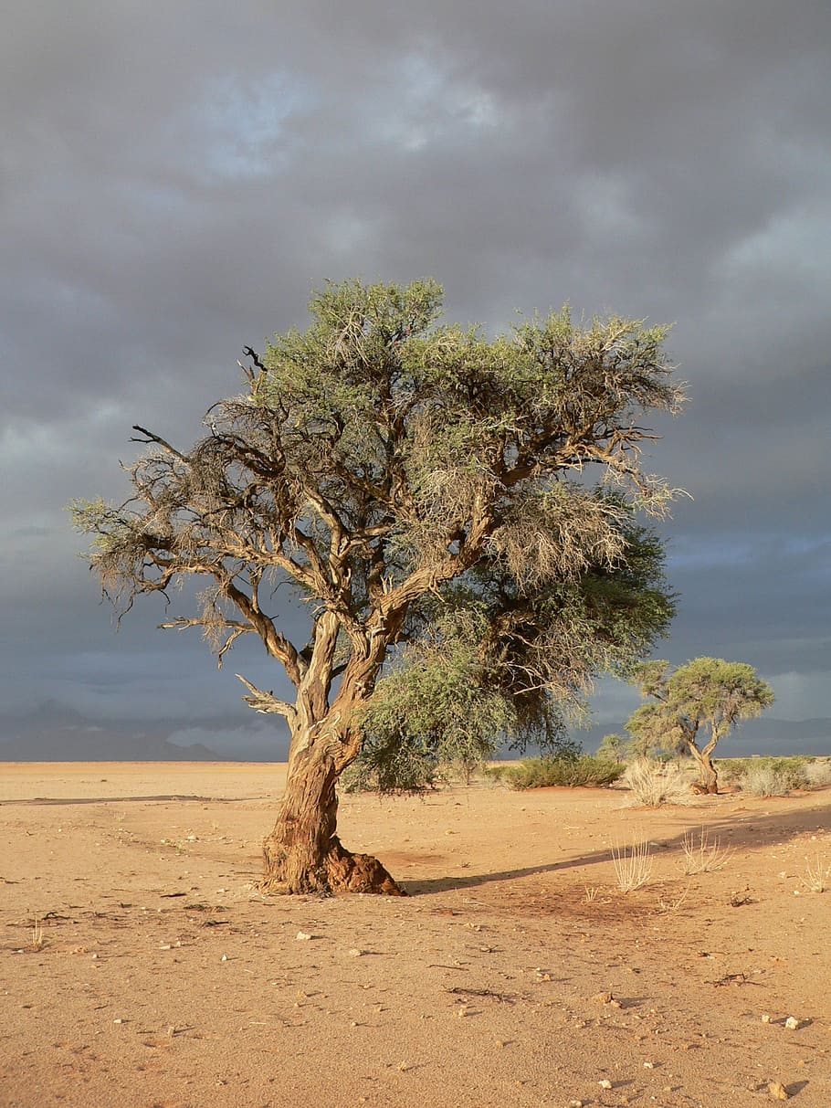 tree, steppe, drought, namibia, sand, plant, cloud - sky, land HD wallpaper