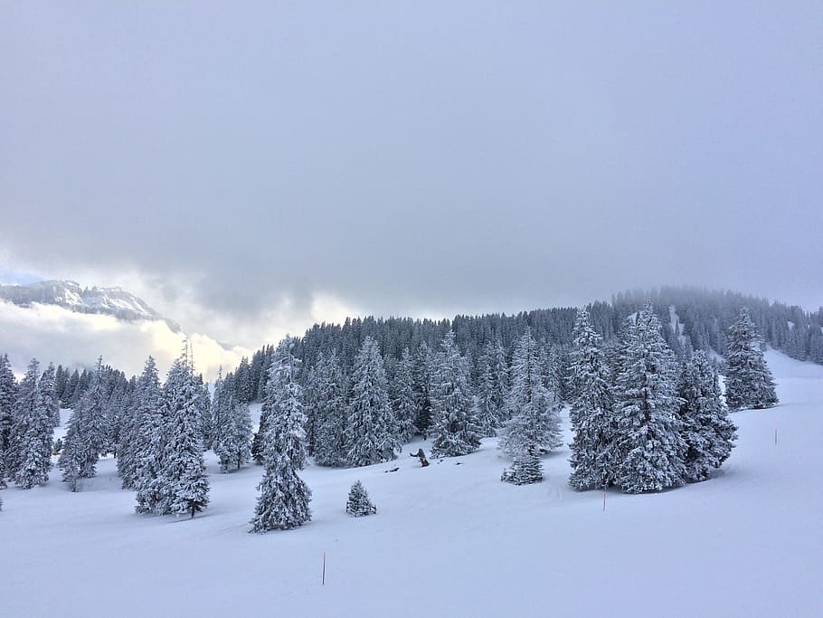 Wintry, Winter, Mood, Snow, Landscape, winter mood, snow landscape HD wallpaper