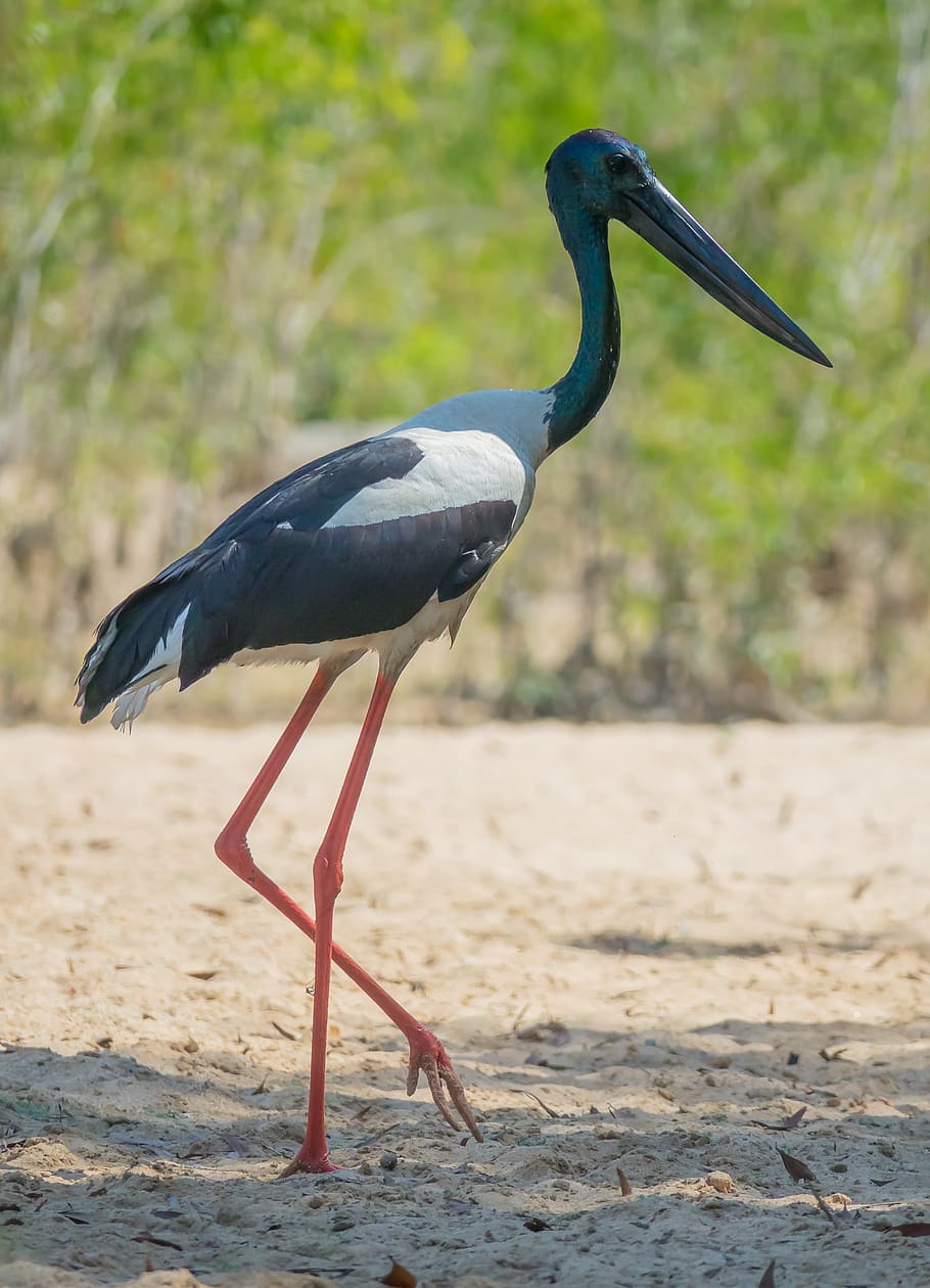 jabiru