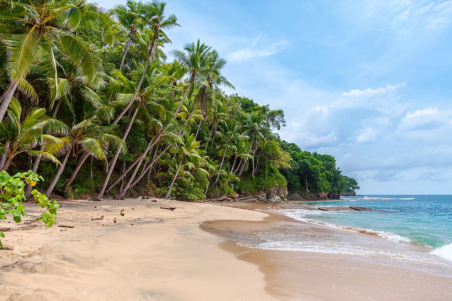 landscape photography of seashore under cumulus clouds, seashore and coconut palm trees at daytime HD wallpaper