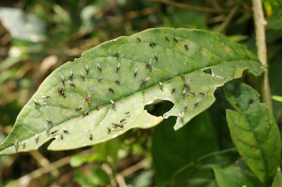nature, saudi, risaralda, colombia, leaf, plant, close-up, plant part HD wallpaper