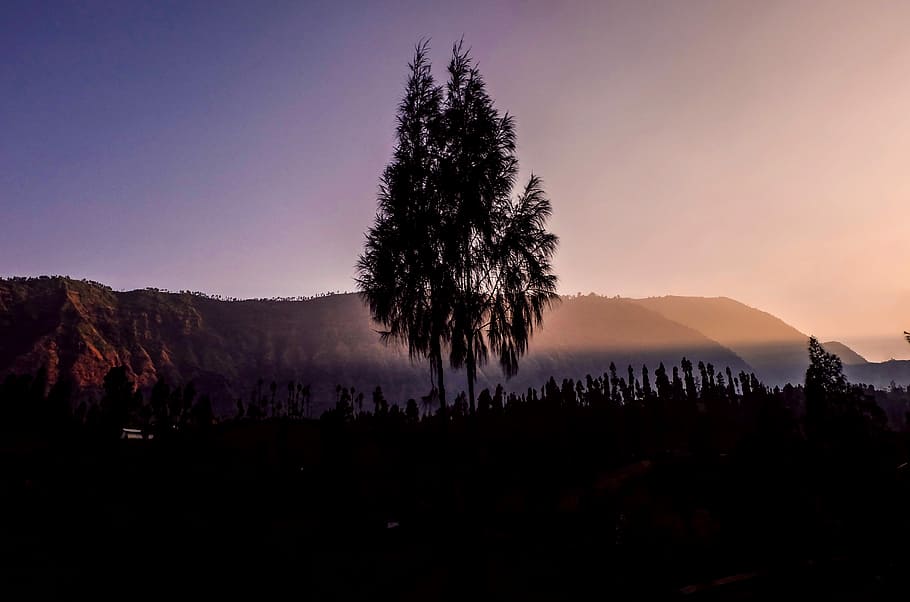 tree silhouette during golden hour, silhouette photo of tree HD wallpaper