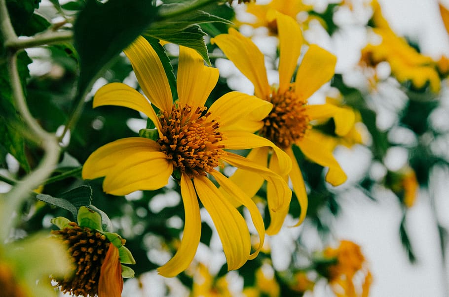 closeup photo of yellow petaled flowers, black-eyed Susan flower HD wallpaper