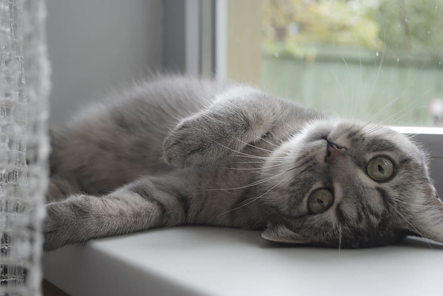 silver tabby cat lying beside glass window, sloth, window sill HD wallpaper