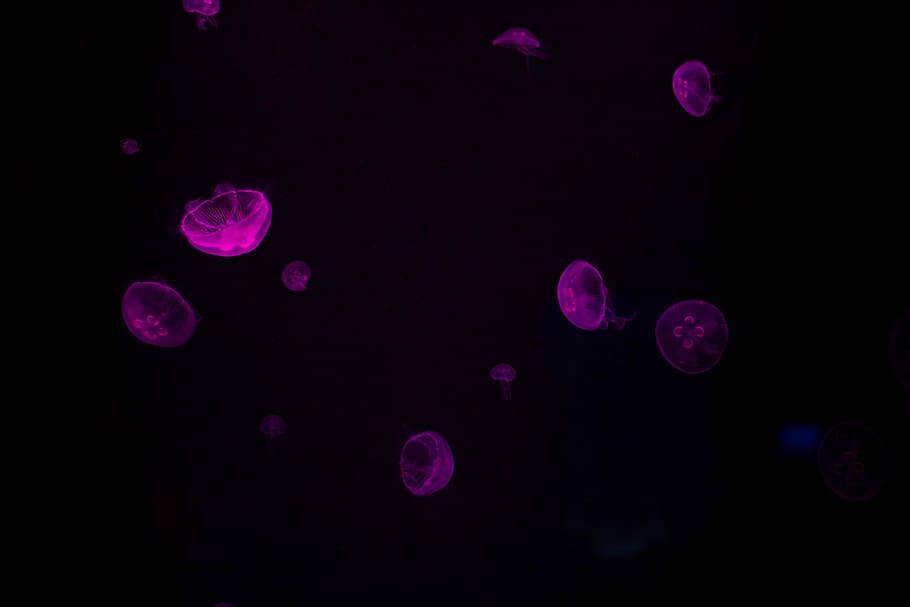 underwater photography of purple jellyfishes, purple jellyfish photography