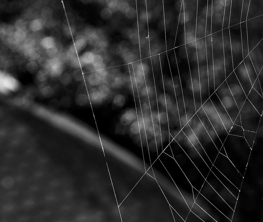 Spider, Web, Network, Garden, Nature, life, insect, animal HD wallpaper