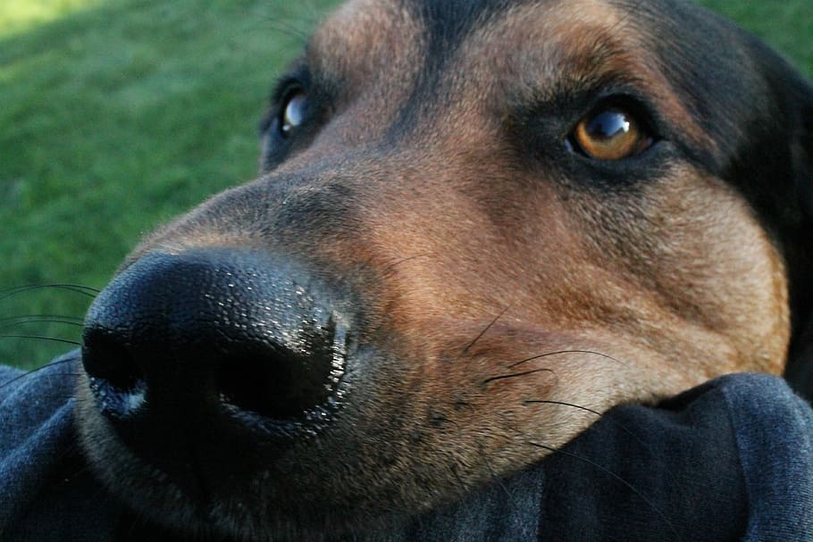 dog, bite, playful, pathetic, cute, garden, close up, mammal HD wallpaper