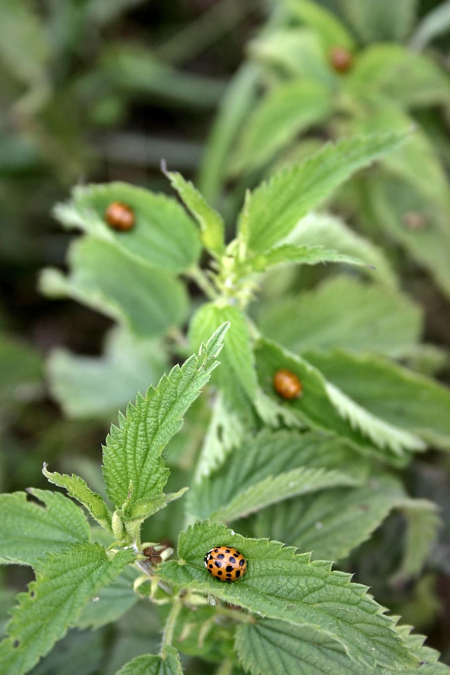 ladybug, beetle, insect, nature, points, leaf, animal, spotted HD wallpaper