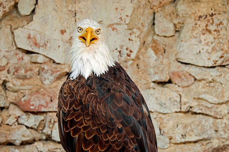 bald eagle, adler, bird, raptor, bird of prey, white tailed eagle HD wallpaper