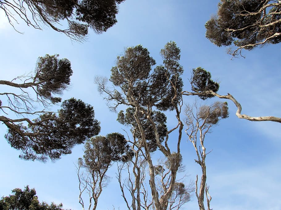 tree, sky, acacia, landscape, blue sky, environment, blue sky clouds HD wallpaper